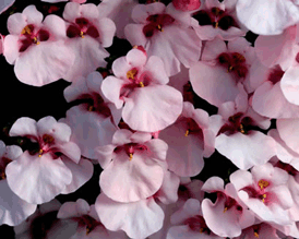 Diascia